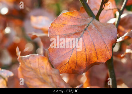 Last of the golden Autumn leaves on a beech hedge, Fagus sylvatica, about to fall before new Spring buds appear in May, UK. Stock Photo