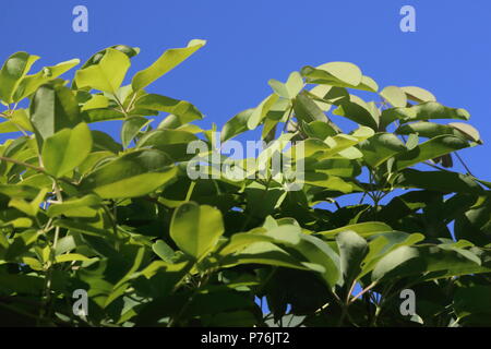 Chocolate vine against blue sky Akebia quinata Stock Photo
