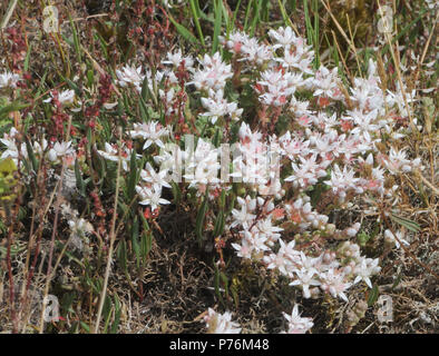 The whitish flowers and green succulent stems of English stonecrop (Sedum anglicum) growing in the pebbly soil of Dungeness. Dungeness Nature Reserve, Stock Photo