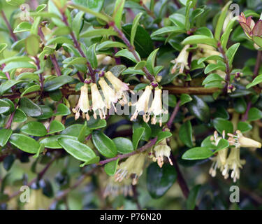 Flowers of Wilson's honeysuckle (Lonicera nitida). This evergreen shrub does not often flower but when it does small cream flowers are produced in spr Stock Photo