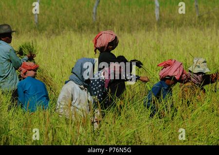 Traditional farmers harvest rice nearby Battambang in rural Cambodia. Stock Photo