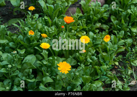 Flowers in the garden, beatiful weather Stock Photo