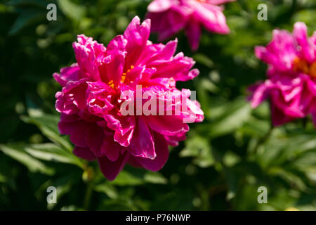 Flowers in the garden, beatiful weather Stock Photo