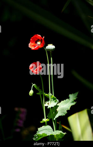 Red poppies against black background Stock Photo - Alamy