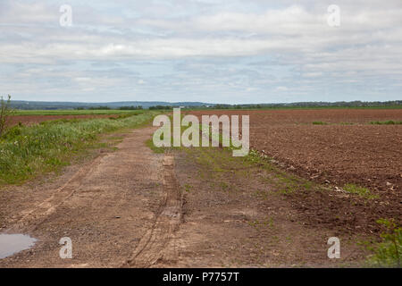 A dirt road leads through agriculture land, fields and crops Stock Photo