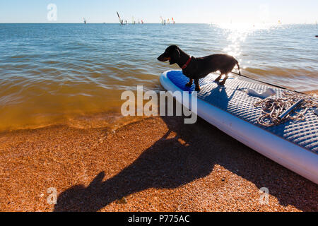 Dachshund sitting on windsurf board at the beach. Cute black doggy is loving surf. Stock Photo