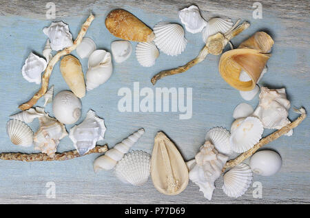 sea shells and snail shells laid out on old wooden blue painted table Stock Photo