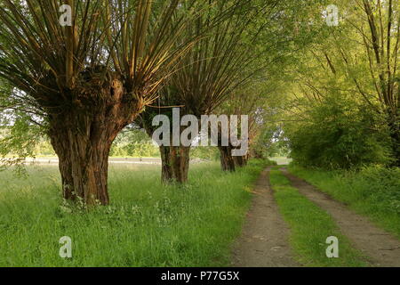 Rural landscape with willows growing next to path, green spring, summer, nobody Stock Photo