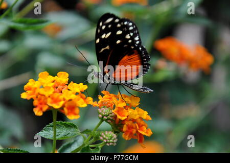 Golden helicon butterfly lands in the gardens for a visit. Stock Photo