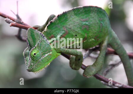 Karma the chameleon wonders on a branch in the gardens. Stock Photo