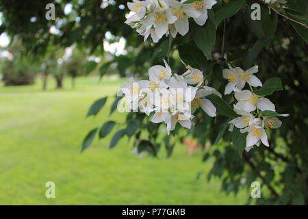 Mock Orange Blossoms Stock Photo