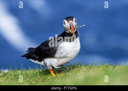 Atlantic puffin (Fratercula arctica) with grass in beak for nest building at burrow on sea cliff top in seabird colony, Scotland, UK Stock Photo