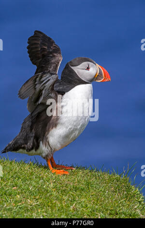 Atlantic puffin (Fratercula arctica) stretching wings on sea cliff top in seabird colony, Hermaness, Unst, Shetland Islands, Scotland, UK Stock Photo