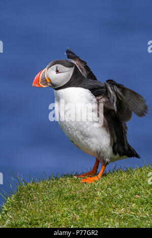 Atlantic puffin (Fratercula arctica) flapping wings on sea cliff top in seabird colony, Scotland, UK Stock Photo
