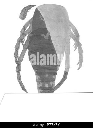 Kokomopterus (Stylonurus, Drepanopterus) longicaudatus nov. Page 316 See plates 25, 54, 56 1 Specimen (paratype) restored in part showing four pairs of legs (second pair apparently missing), portion of carapace with compound eye, outline of body, traces of ornamentation of segments, and form of telson. Natural size Horizon and locality. Kokomo waterlime. Kokomo, Ind. The original is in the museum of Chicago University The Eurypterida of New York. Volume 2. New York State Museum Memoir 14, plate 55 . 1912 13 The Eurypterida of New York plate 55 Stock Photo