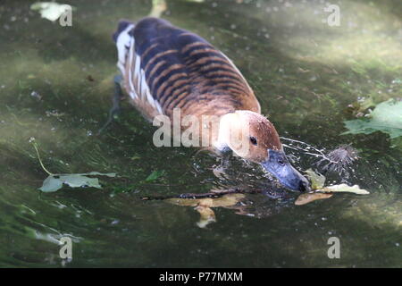 Fulvous whistling duck - Dendrocygna bicolor Stock Photo