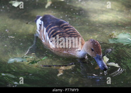 Fulvous whistling duck - Dendrocygna bicolor Stock Photo