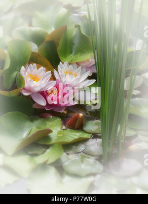 three water lilies Stock Photo