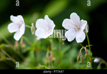 Geranium flowers Stock Photo