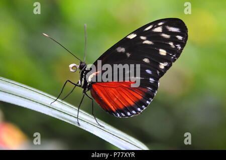 Golden helicon butterfly lands in the gardens for a visit. Stock Photo