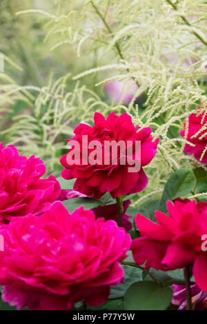 Rosa. David Austin Rose. Sophys Rose growing amongst an astilbe plant in an english garden. UK Stock Photo