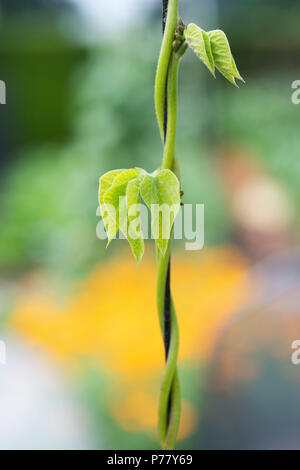 Phaseolus coccineus. Runner bean ‘Firestorm’ stem twisting around wire in an english garden Stock Photo