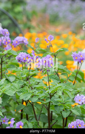 Solanum tuberosum ‘Sarpo Blue Danube’. Potato ‘Sarpo Blue Danube’ flower in june. UK Stock Photo