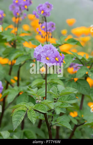 Solanum tuberosum ‘Sarpo Blue Danube’. Potato ‘Sarpo Blue Danube’ flower in june. UK Stock Photo