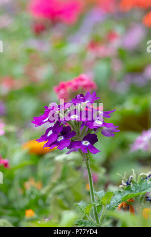 Verbena x hybrida ‘Obsession cascade purple with eye’. Verbena flower Stock Photo