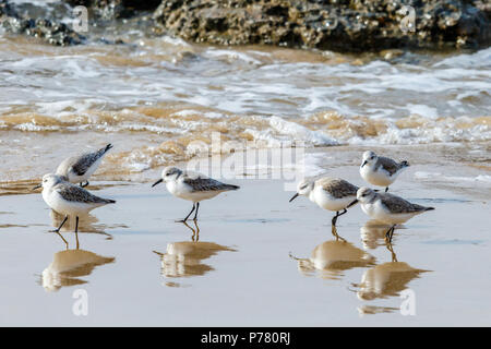 Small group of Sandpipers (Sanderlings) looking for food on the shore at Crystal Cove State Park in Laguna Beach, California Stock Photo
