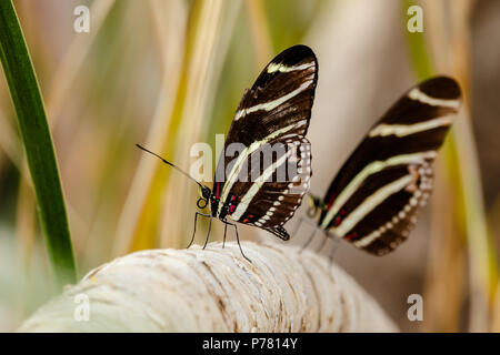Two Zebra Longwing butterflies (Heliconius charitonius) together on a tree branch in Phoenix, Arizona Stock Photo