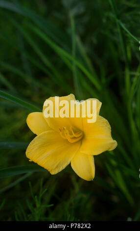 Blooming unusual yellow mini daylilies, grown on a home flower bed. Stock Photo