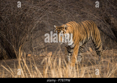An evening in a beautiful tigress roaming around in her territory Stock Photo