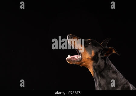 Portrait of doberman pinscher on black background. trained dog Stock Photo