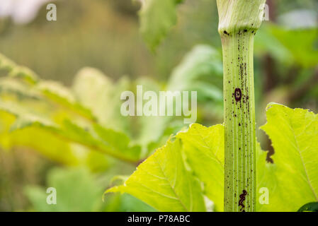Stem and leaves of dangerous toxic plant Cow Parsnip, close up. Also known as Heracleum or Giant Hogweed Stock Photo