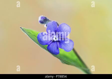 Creeping navelwort or Blue-eyed-Mary Stock Photo