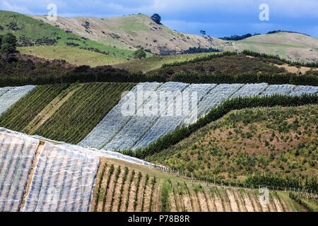 Grapevines growing on vineyard in South Island, New Zealand Stock Photo