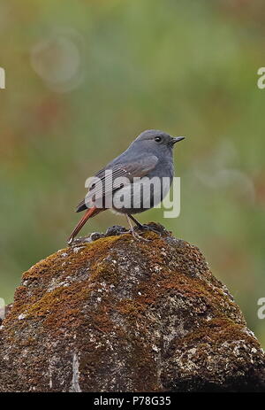 Plumbeous Water-redstart (Phoenicurus fuliginosus affinis) adult male perched on mossy roof  Dasyueshan National Forest, Taiwan                April Stock Photo
