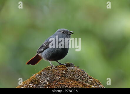 Plumbeous Water-redstart (Phoenicurus fuliginosus affinis) adult male perched on mossy roof singing  Dasyueshan National Forest, Taiwan                Stock Photo