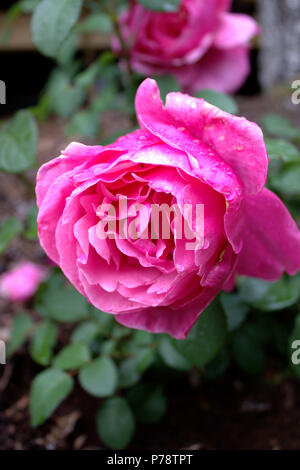 Roses after the rain Stock Photo