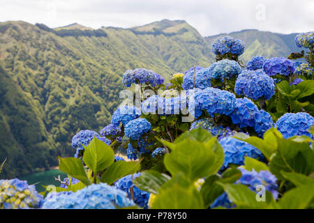 Blue hydrangea blooming by Lagoa das Sete Cidades, twin lakes in Sao Miguel, Azores Stock Photo