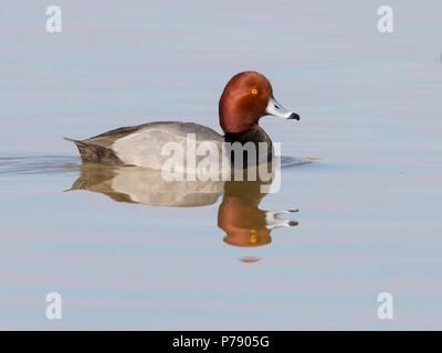 A drake redhead duck with reflection. Stock Photo