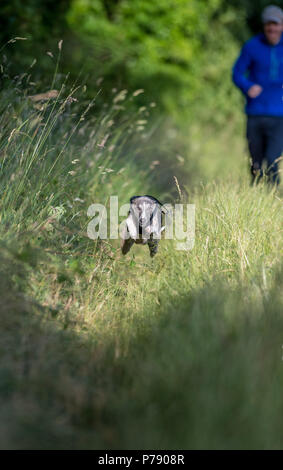 Whippet dog running along a grassy track. Stock Photo