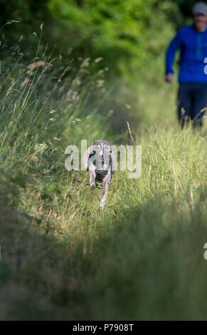 Whippet dog running along a grassy track. Stock Photo