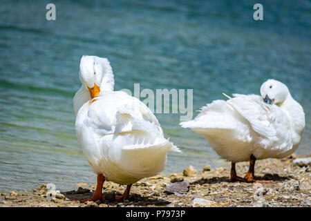 Two pekin ducks standing by a pond using their beaks to scratch their backs. Stock Photo
