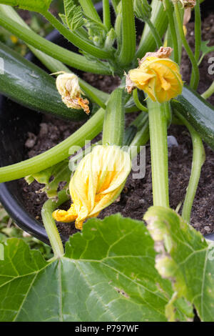 Curcubita pepo. Courgette 'Black Beauty' fruit growing outdoors . Stock Photo
