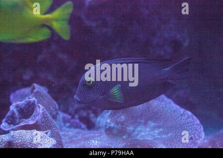 Black sailfin tang Zebrasoma rostratum swims through a coral reef. Stock Photo