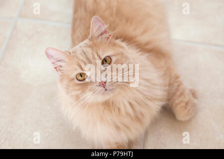 A beautiful fluffy buff cat poses on the floor Stock Photo