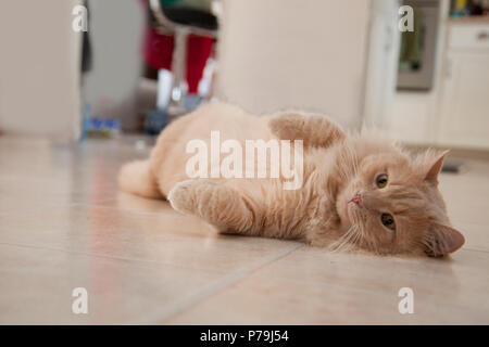 An orange cat lays lazily on the floor looking at the camera Stock Photo
