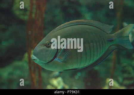 Doctorfish tang Acanthurus chirurgus is found in the Atlantic Ocean. Stock Photo